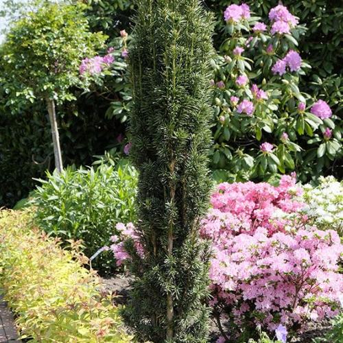 Taxus baccata 'Fastigiata robusta' - Oszlopos tiszafa