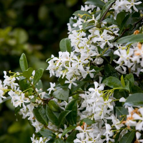 Trachelospermum jasminoides - Csillagjázmin
