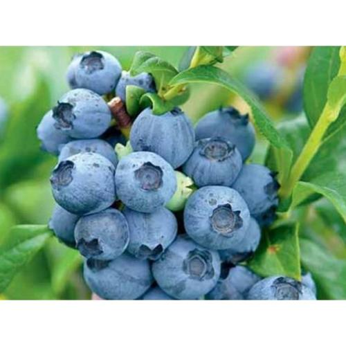 A Vaccinium corymbosum  'Brigitte blue' - Kék áfonya