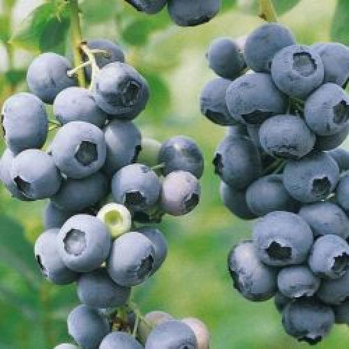 Vaccinium corymbosum  'Duke' - Kék áfonya