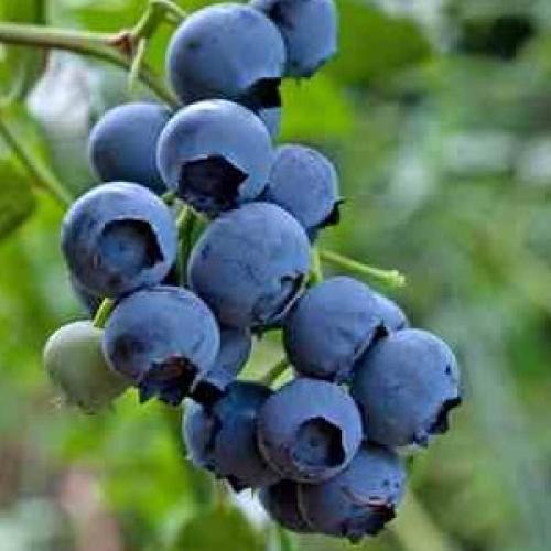 Vaccinium corymbosum  'Darrow' - Kék áfonya