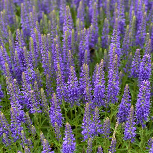 Veronica spicata 'Inspire™ Blue' - Macskafarkú veronika