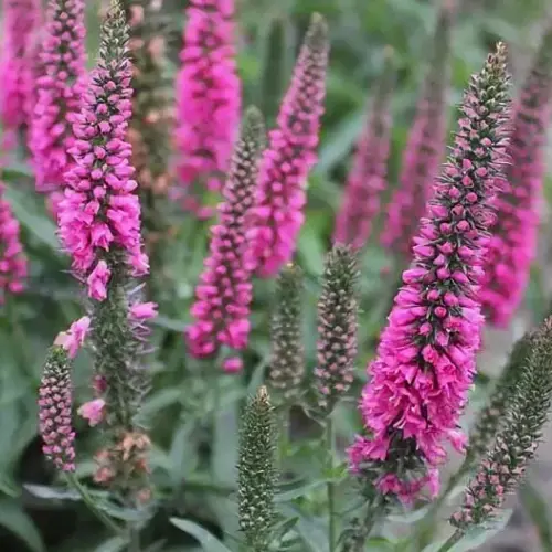 Veronica spicata 'Inspire™ Rose' - Macskafarkú veronika