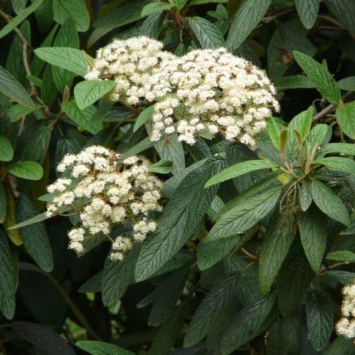 Viburnum rhytidophylloides 'Willowood' - Ráncoslevelű bangita