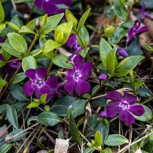 Vinca minor 'Atropurpurea' - Kis télizöld meténg (bíbor)